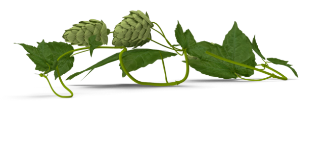 hops vine